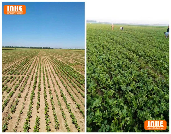 info@raagextracts.com CSR Cooperation with Herbal Plantation Owners
